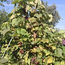 ���� �������, �����, 73 ���� - ��������� 11 ������� 2018 � ������ ���� ����������