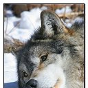  White Wolf,  -  15  2018   