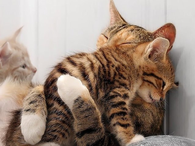 Объятия способствуют выработке окситоцина, который ускоряет заживление ран