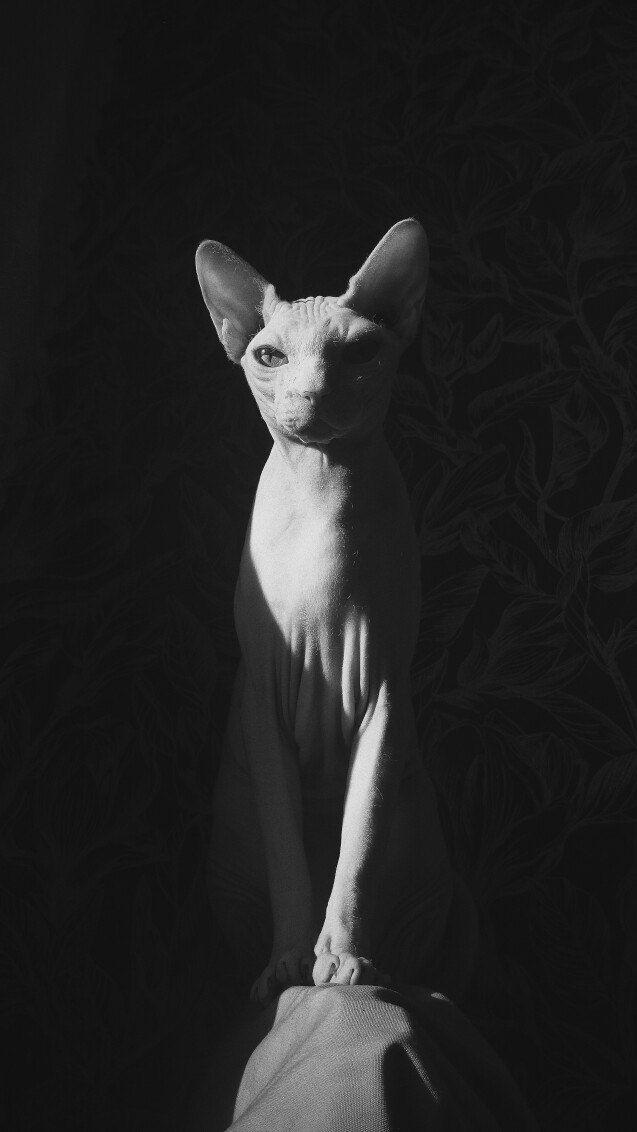  - .# # #sphynx #skincat