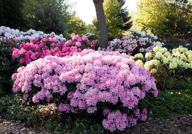 Уход за рододендроном.Рододендрон (Rhododendron) – род полулистопадных, листопадных и вечнозеленых ... - 4