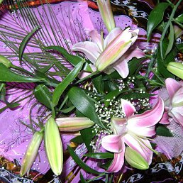 ���������, ����, 46 ���