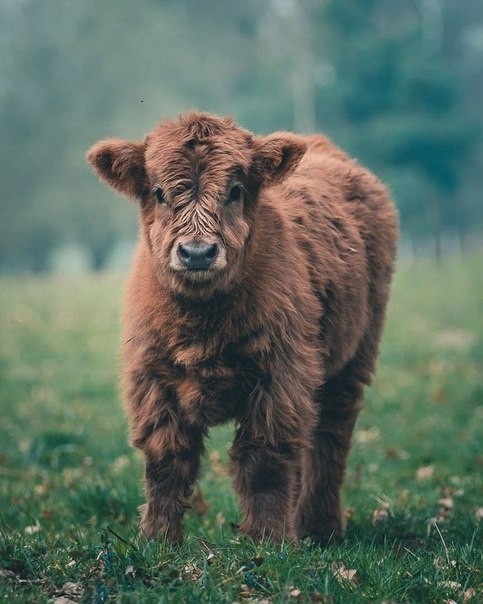 h Fluffy Cow