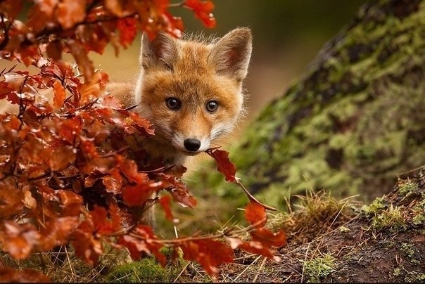  o oo Robert Adamec. |   - 8