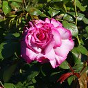  , , 70  -  18  2019   CA_2019_San Jose_Rose Garden