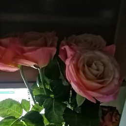 Olga, �������, 50 ���