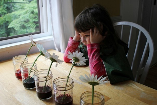 РАЗНОЦВЕТНЫЕ РОМАШКИ: НАУЧНЫЙ ЭКСПЕРИМЕНТ ДЛЯ ДЕТЕЙ. Удивите своих детей этим простым, но очень ... - 4