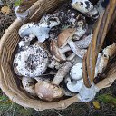  ., , 52  -  8  2019   - 08.09.19