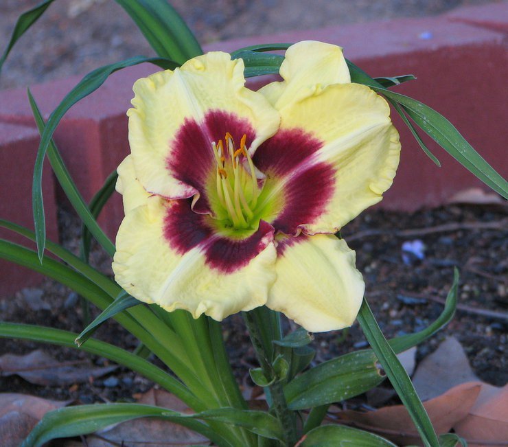 . (Hemerocallis)         ... - 3