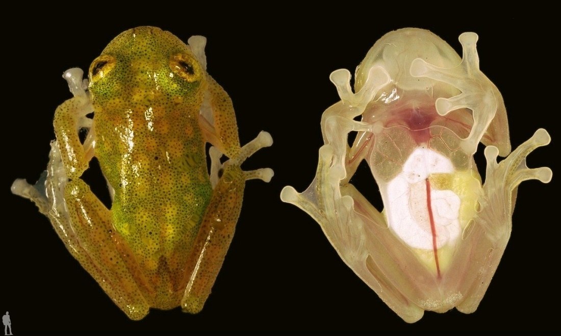 Стеклянные Лягушки (лат. Centrolenidae).Стеклянные лягушки - семейство бесхвостых земноводных.С ...