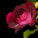 � ����� ����,���� ���� �� ������� ����� ��Ȼ
