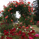  , , 70  -  15  2019   CA_2019_San Jose_Rose Garden_2