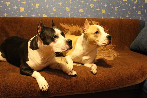 ILUSION BLACK STAFF - ГРОМ Казанский и.BORNEO PET*S HALVA - МОЛНИЯ .ДРУЗЬЯ - Всех с Наступающим ...