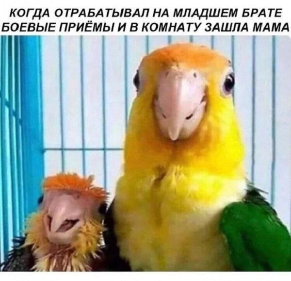 Почему женщины живут дольше мужчин? — Из принципа... Утром на даче жена спрашивает мужа: - Сёма, чем ...