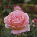  , , 70  -  15  2019   CA_2019_San Jose_Rose Garden_2