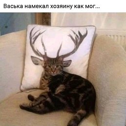 ���� �������, ���������� �����, 41 ��� - ��������� 8 ������� 2019