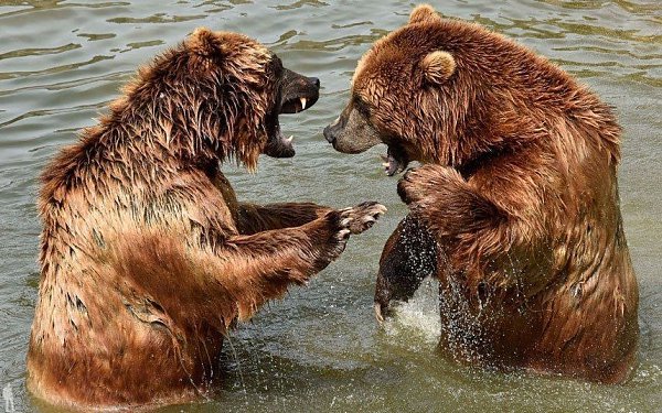 Жизнь самых интересных животных из разных уголков мира. - 8