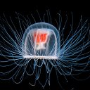  Turritopsis dohrnii



 ,     ,       . Turritopsis dohrnii      ,    ,   ,  ,         ,     .  ? ,    .   ,     :   