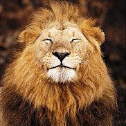 �������, 61 ���, ������