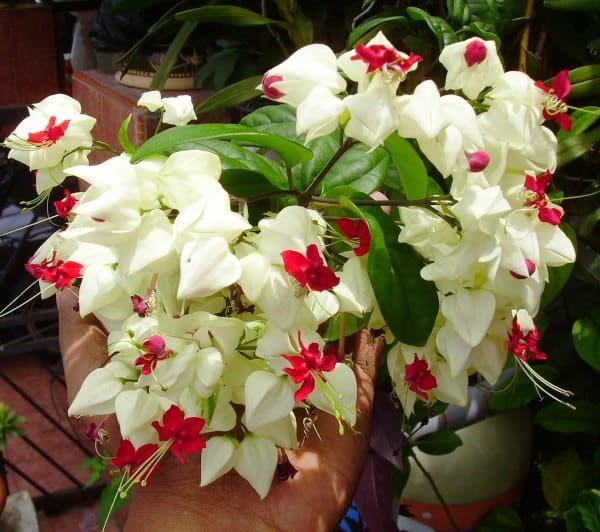 .  (Clerodendrum)     400 , ,   ...