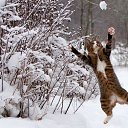 ���� �������, �������, 105 ��� - ��������� 19 ��� 2019