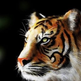 ��������, ����-�����������, 51 ���