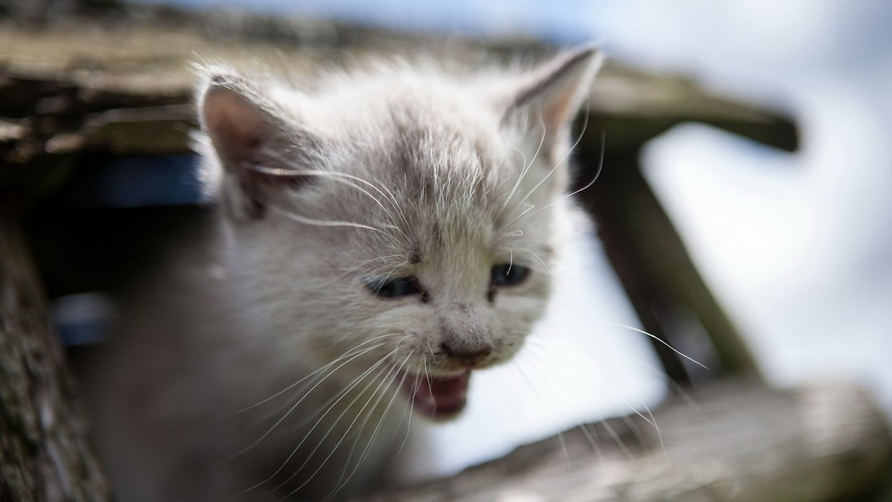 Плачь котят для кошки. Кошка. Котик плачет. Грустные коты. Грустная кошечка.