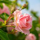 ���� �����, ������ - ��������� 21 ��� 2019 � ������ ���� ����������