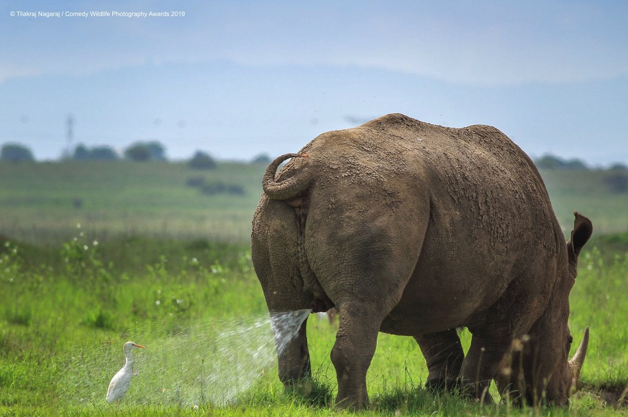  Comedy Wildlife Photography 2019 - 4