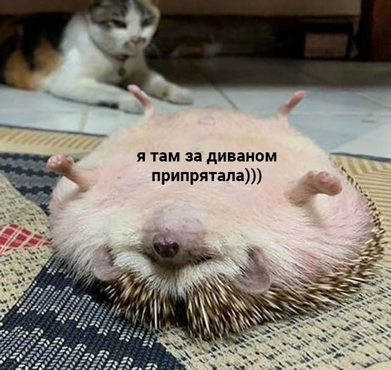    :  - 6