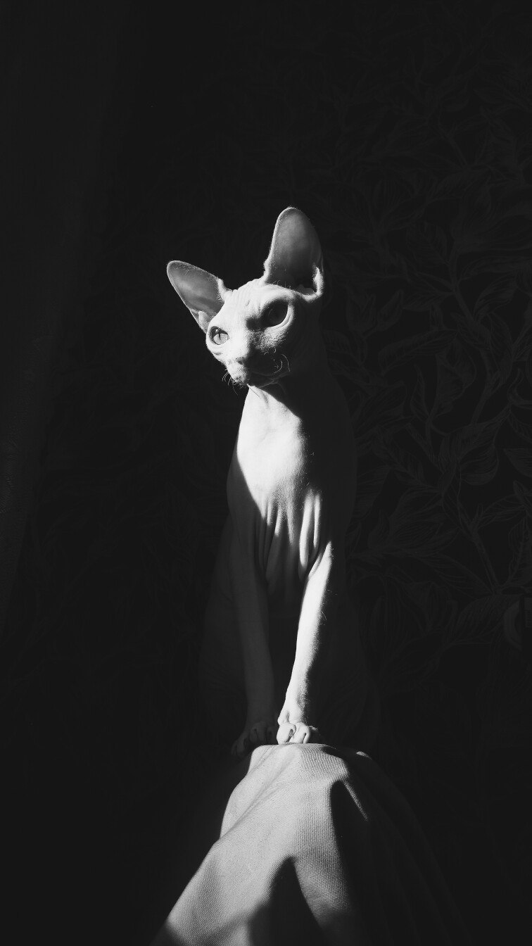  - .# # #sphynx #skincat - 2