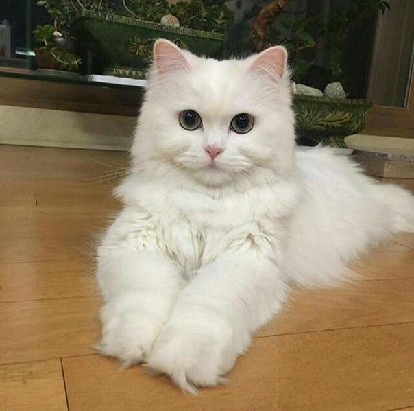 - Посмотрите на мои лапки. Чудо, как хороши, не правда ли?