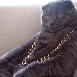 �����, ���������, 40 ���