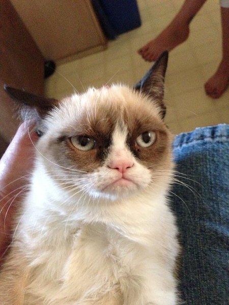 Twitter Grumpy Cat сообщил о смерти самой известной в мире
