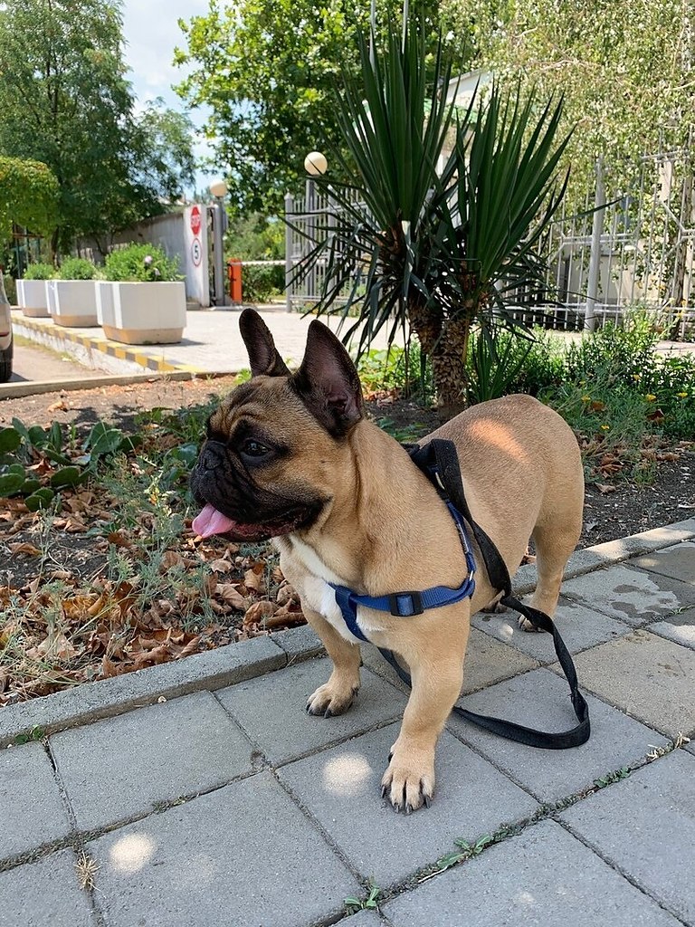 Рэчэл , год и 4 мес