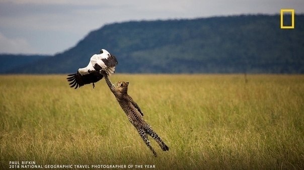 k  o k ooo National Geographic. |   - 10