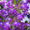 ���� Dragonsha (������), �����-��������� - ��������� 25 ���� 2019 � ������ ������