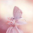 ���� Lena, �����, 45 ��� - ��������� 13 ������� 2019