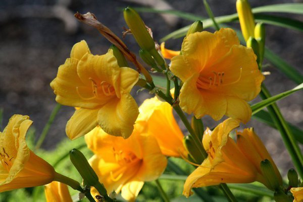 . (Hemerocallis)         ...