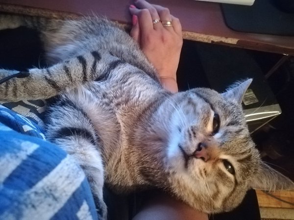 #Безкота_добро.Давно просила мужа завести кота!) я их очень люблю, а мой муж нет! Да и к тому же в ... - 5