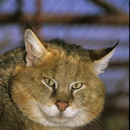 ����, ������, 45 ���