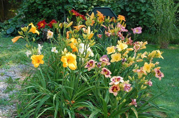 . (Hemerocallis)         ... - 2