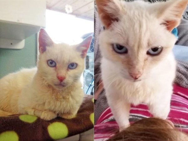 Все эти кошки и коты были взяты из приютов, попав в хорошие и заботливые ручкиУ каждого своя ... - 7