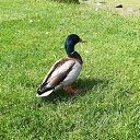  Gojko, -, 72  -  18  2019   Svedska 2019.g.