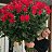 ���� ������, ���������, 55 ��� - ��������� 29 ���� 2019