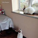 ���� Ashot, ������, 67 ��� - ��������� 22 ������ 2019 � ������ ������ ��������