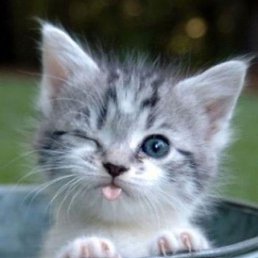 �����, ���������, 31 ���