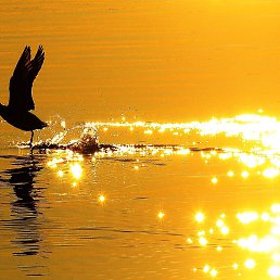 ���� Mvv, ������, 57 ��� - ��������� 30 ������� 2019