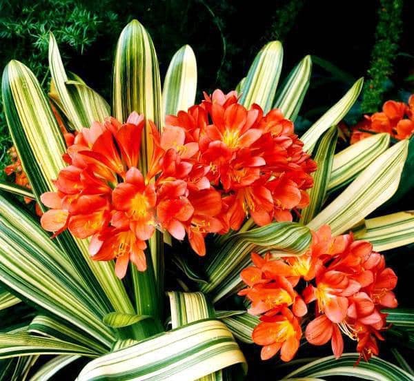 . (Clivia)       , ... - 3