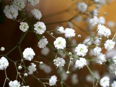 .  (. Gypsophila),  -, ,   ...